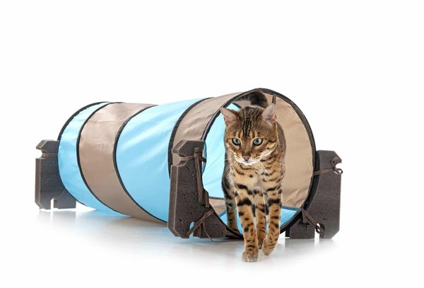 Quels sont les avantages de l'entraînement en obéissance pour un chien de race Norwegian Elkhound?