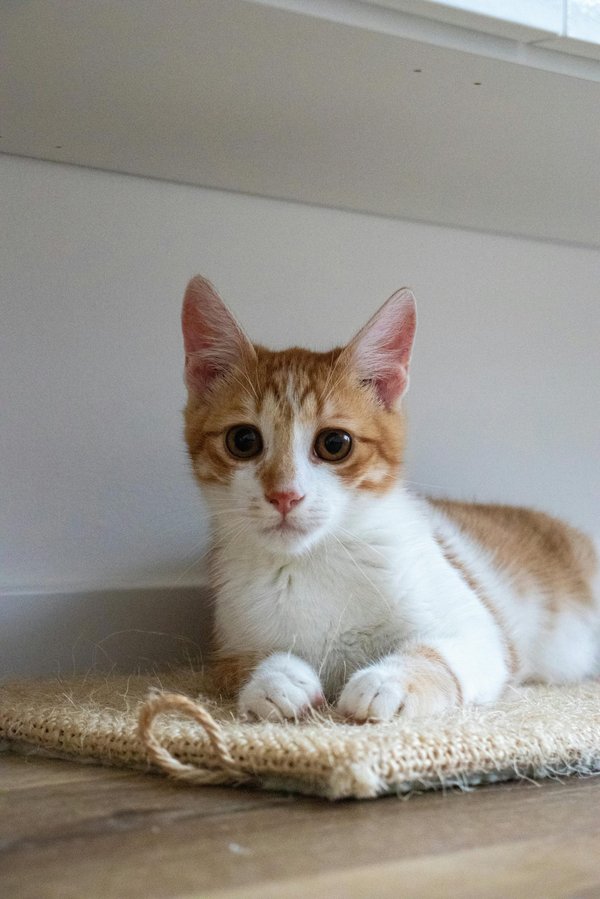 Litière automatique pour chat : la propreté au quotidien simplifiée